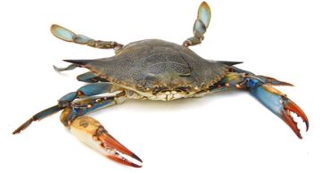live blue crabs
