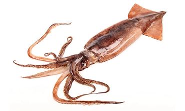squid