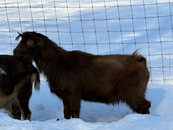 A brown goat standing in snow near a fence.