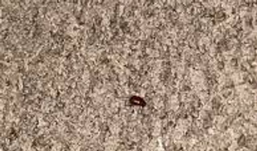flea  casing on  carpet