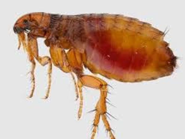 closeup of a cat flea