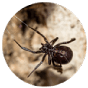 False widow spider