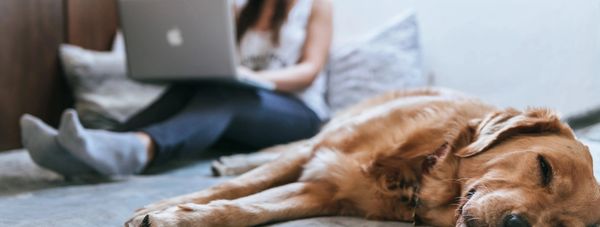 A golden retriever sleeps on a bed while a person works on a laptop in the background.