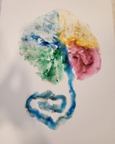 Watercolor placenta print
