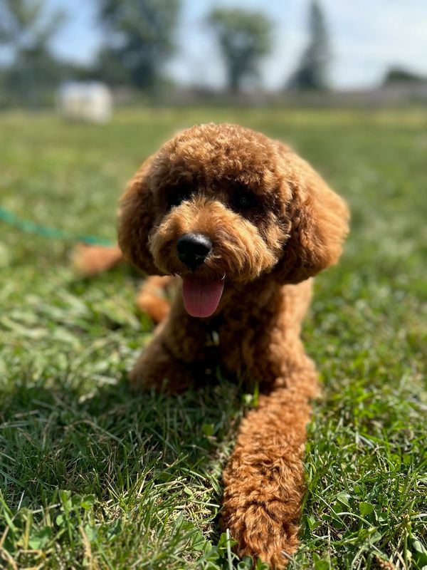 Fluffy brown dog lying on grass with tongue out.