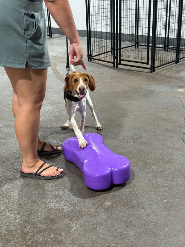Dog with paw on purple bone-shaped toy and person pointing.