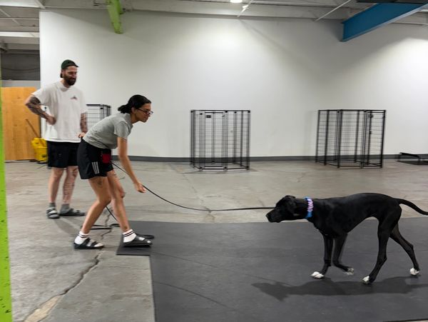 Woman playing tug with a black dog indoors.
