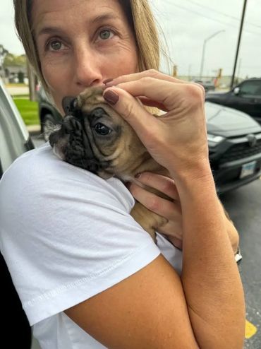 French bulldog in a new family