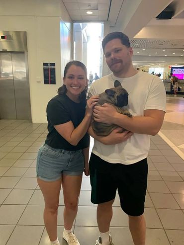 French bulldog in a new family