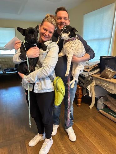 French bulldog in a new family