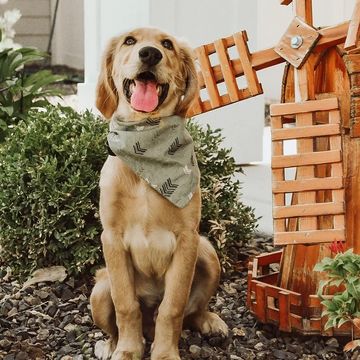 Golden retriever posing in front of wind mill