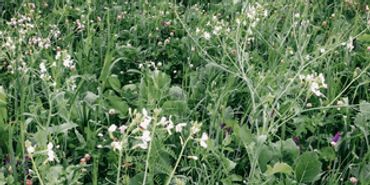 White flowers in green pasture.