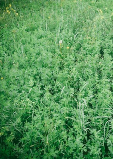 Lush green legume pasture growth.