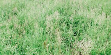 Dense green grass and legumes.
