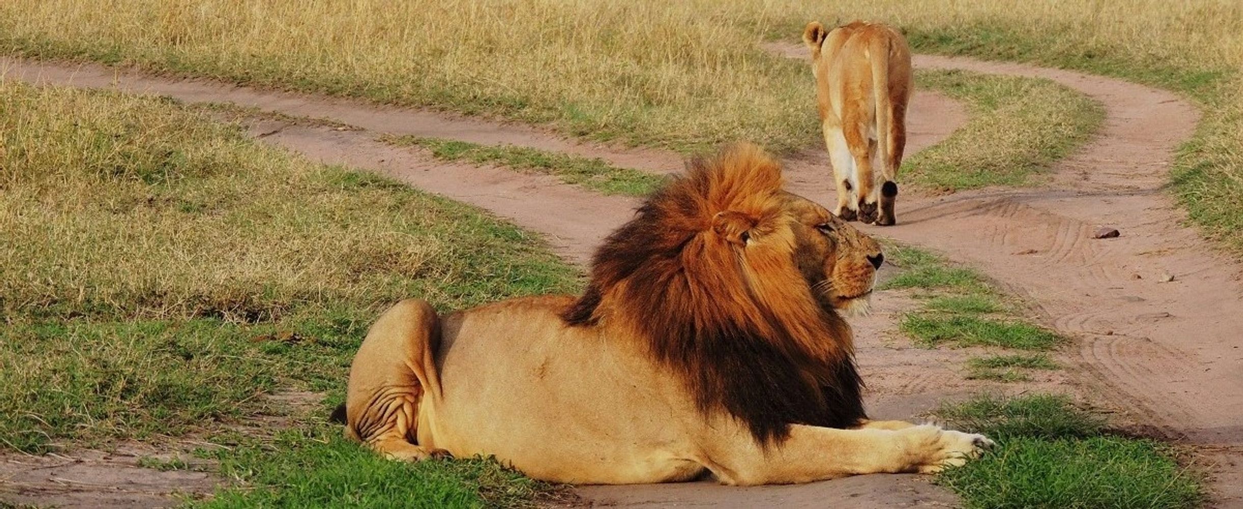 Simba in Masai Mara