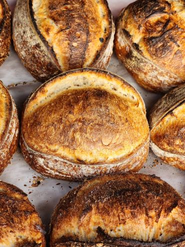 Freshly baked crusty sourdough bread loaves cooling on a sheet.