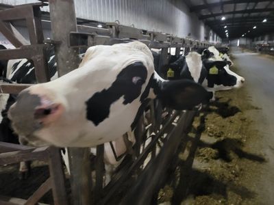Dairy cattle standing in a barn.