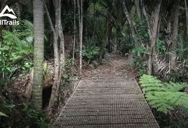 Wooden pathway through dense forest foliage.