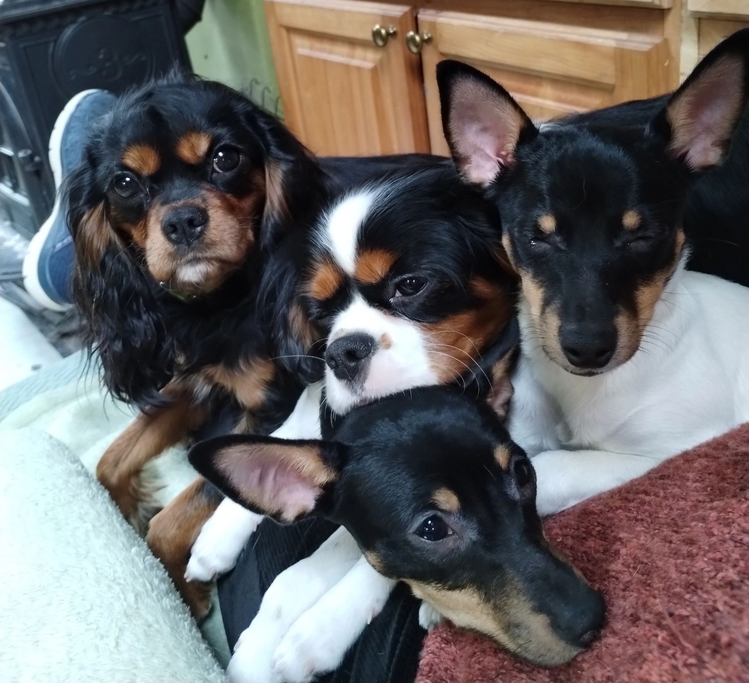 mini fox terrier puppies for sale