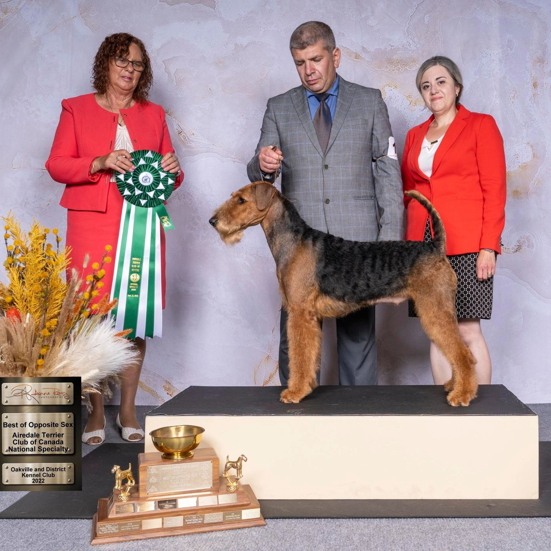 Mirabel The Shooting Star of GEM Airedales at The 50th ATCC National Specialty Show