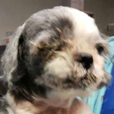 Close-up of a small dog with curly fur.
