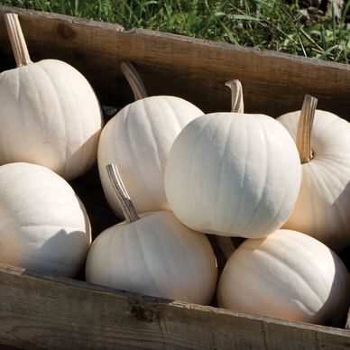 You'll love the Snowball pumpkin's bright white color and dark green stems.
