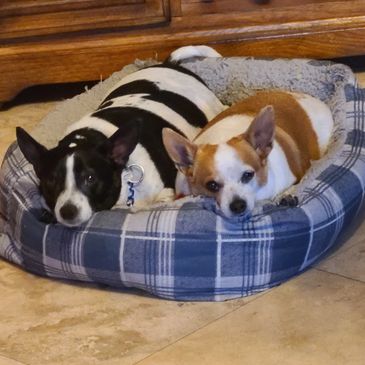 These two are up for adoption or foster. Meet Chauncey and Kiki. They need to stay together, they ar