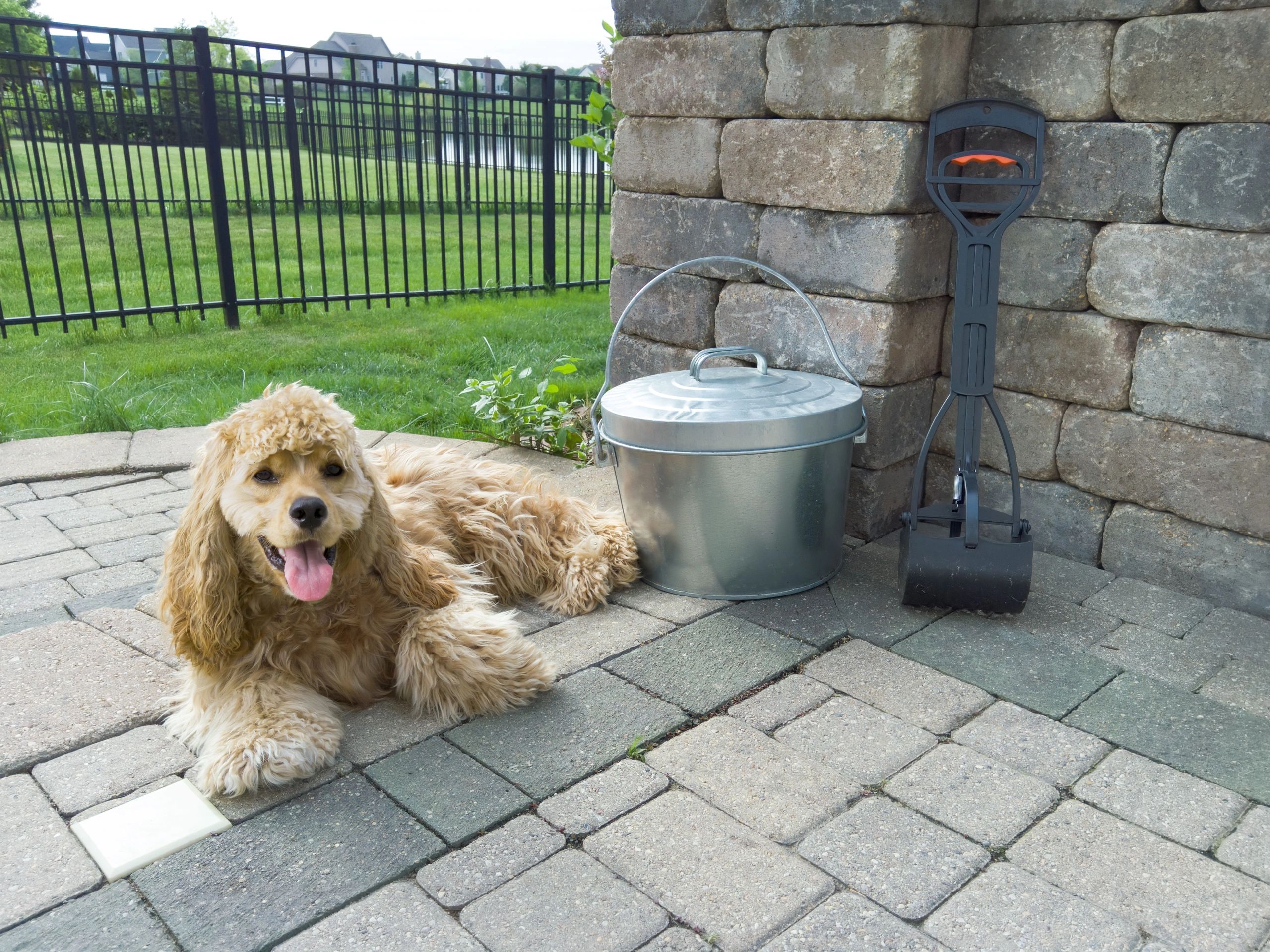 A dog with his tongue out lying near a bucket and a waste scooper