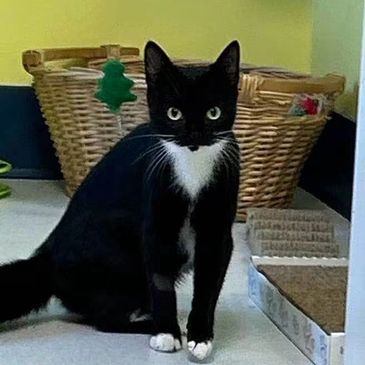 Black and white cat sitting indoors.