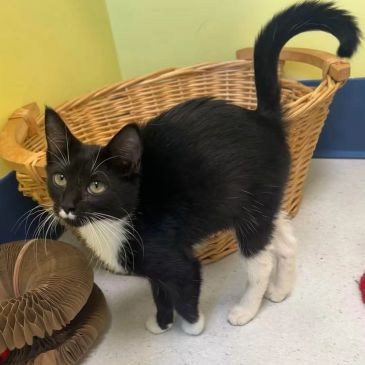 Black and white kitten standing near a wicker basket.
