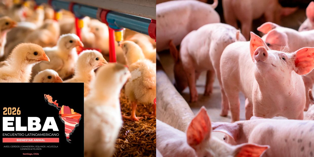 Chicks drinking water in a poultry farm with ELBA 2026 event logo.