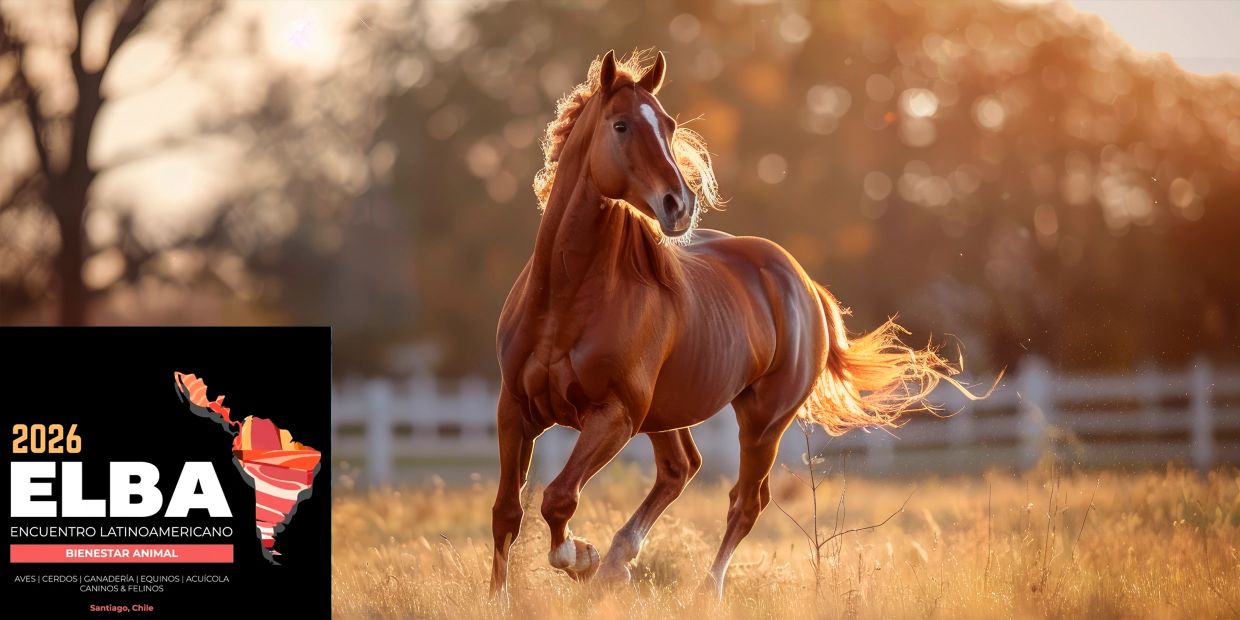 A majestic horse runs freely in a sunlit field at sunset.
