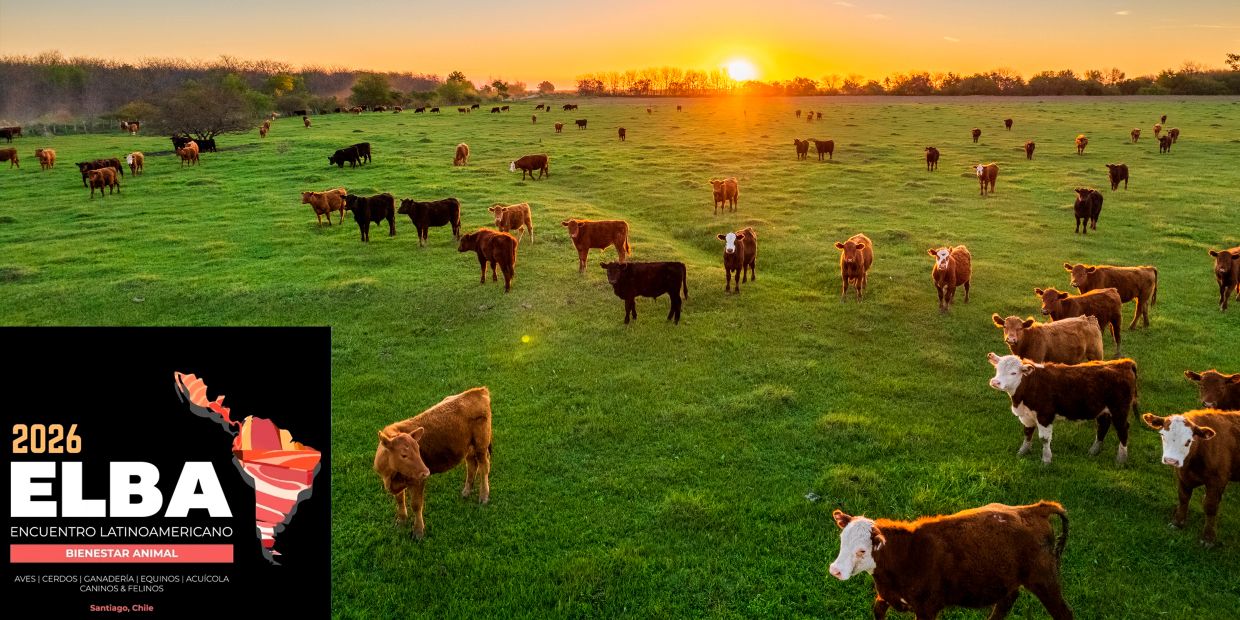 Cattle grazing on a green field at sunset with ELBA 2026 animal welfare event logo.