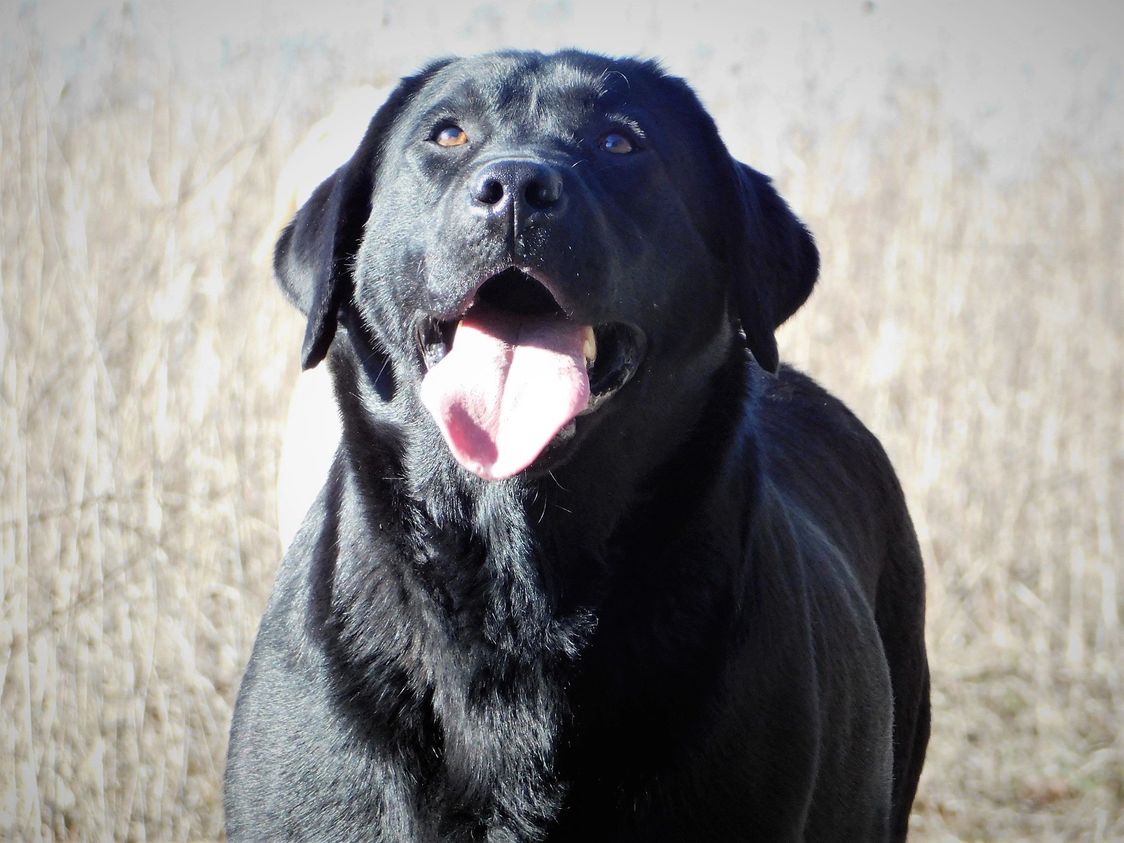 Breeder Redwood English Labradors Redwood English Labradors