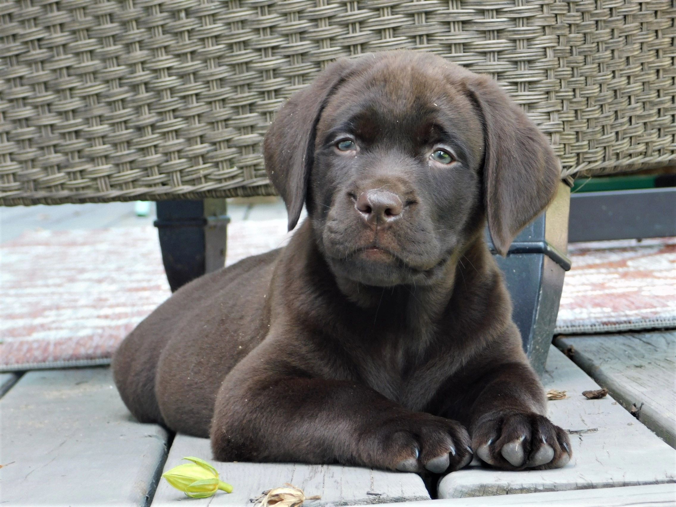 Contact Redwood | Redwood English Labradors