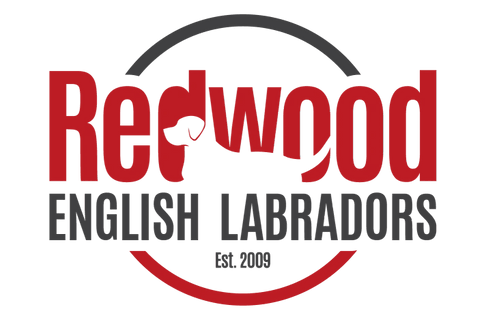 Redwood English Labradors