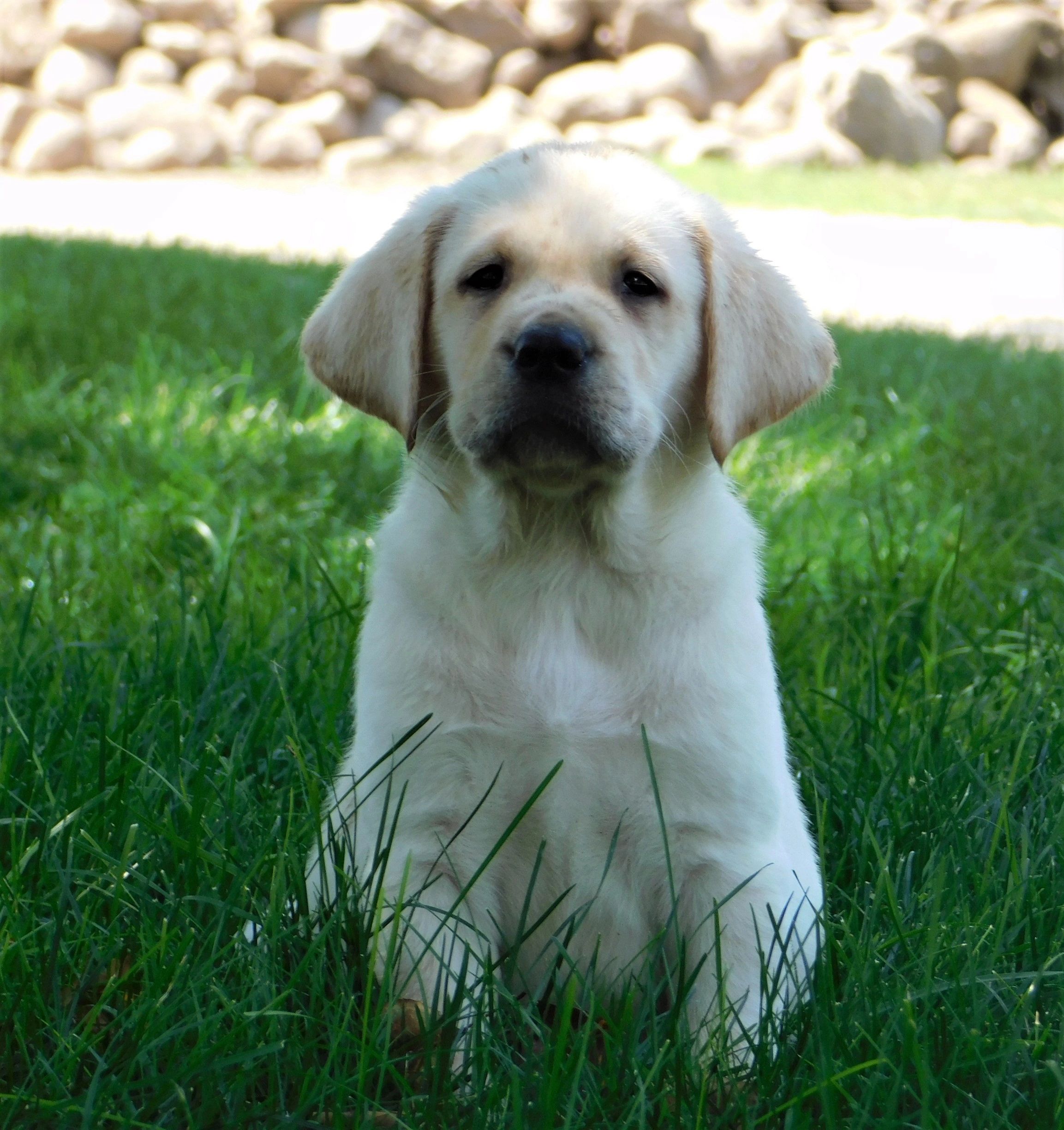 NuVet Plus Vitamins Redwood English Labradors