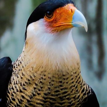 Amber's Eyes Photography, Beaufort SC. Wildlife Shoots