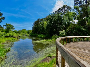 Wetlands in Port Royal, SC.
