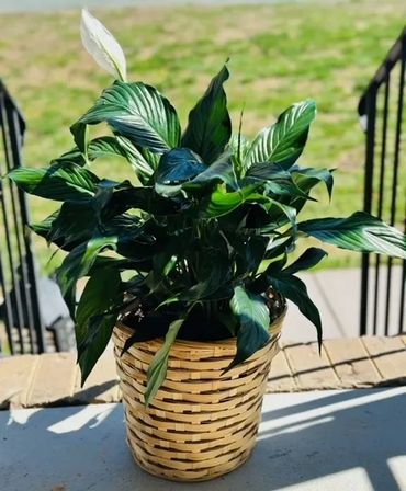 Large Peace Lily in Basket $60