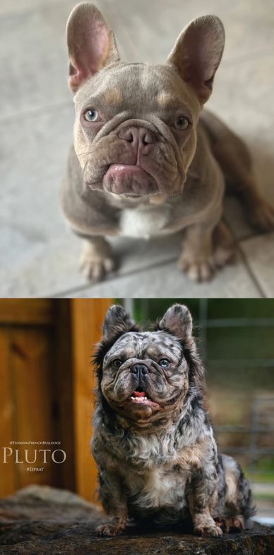 Expecting Blue and Tan Merle, Lilac and Tan Merle, Blue and Tan, Lilac and Tan, Blue Pied, Lilac Pie