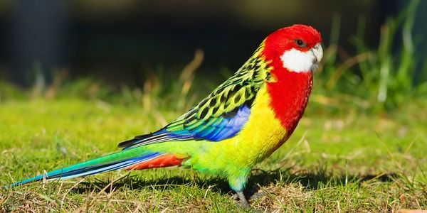 A colorful parrot standing on grass with vibrant red, yellow, green, and blue feathers.