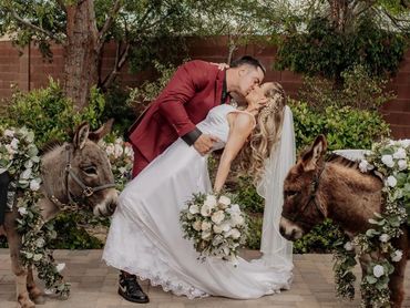 wedding beer burros drink donkeys at Stonebridge manor in mesa Arizona