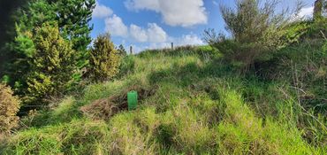 Rewilding farmland Northland New Zealand.