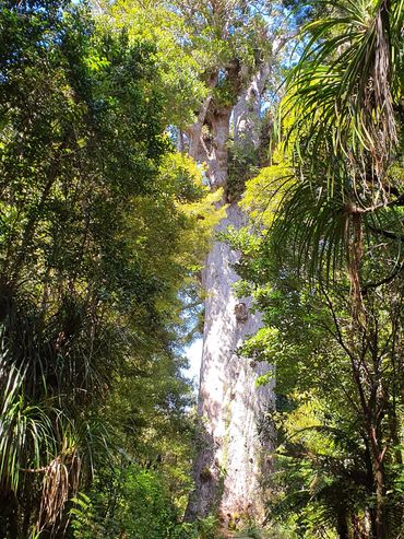 2000 yr old Tane Mahuta