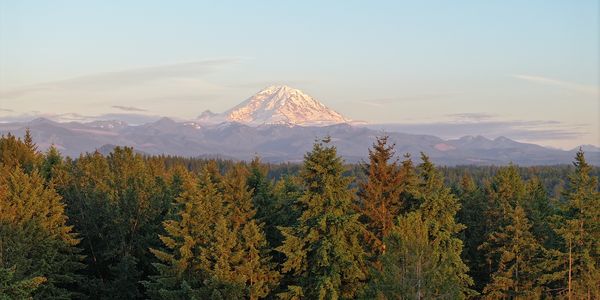 Snow-capped mountain overlooking a dense forest under a clear sky.