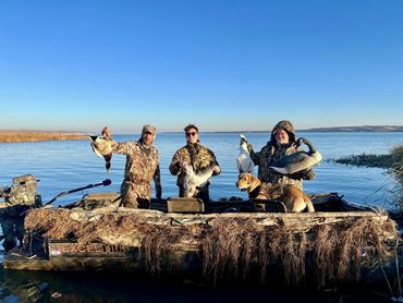Duck hunting in the marsh on the Missouri River. Drake Mallard Duck and snow goose.