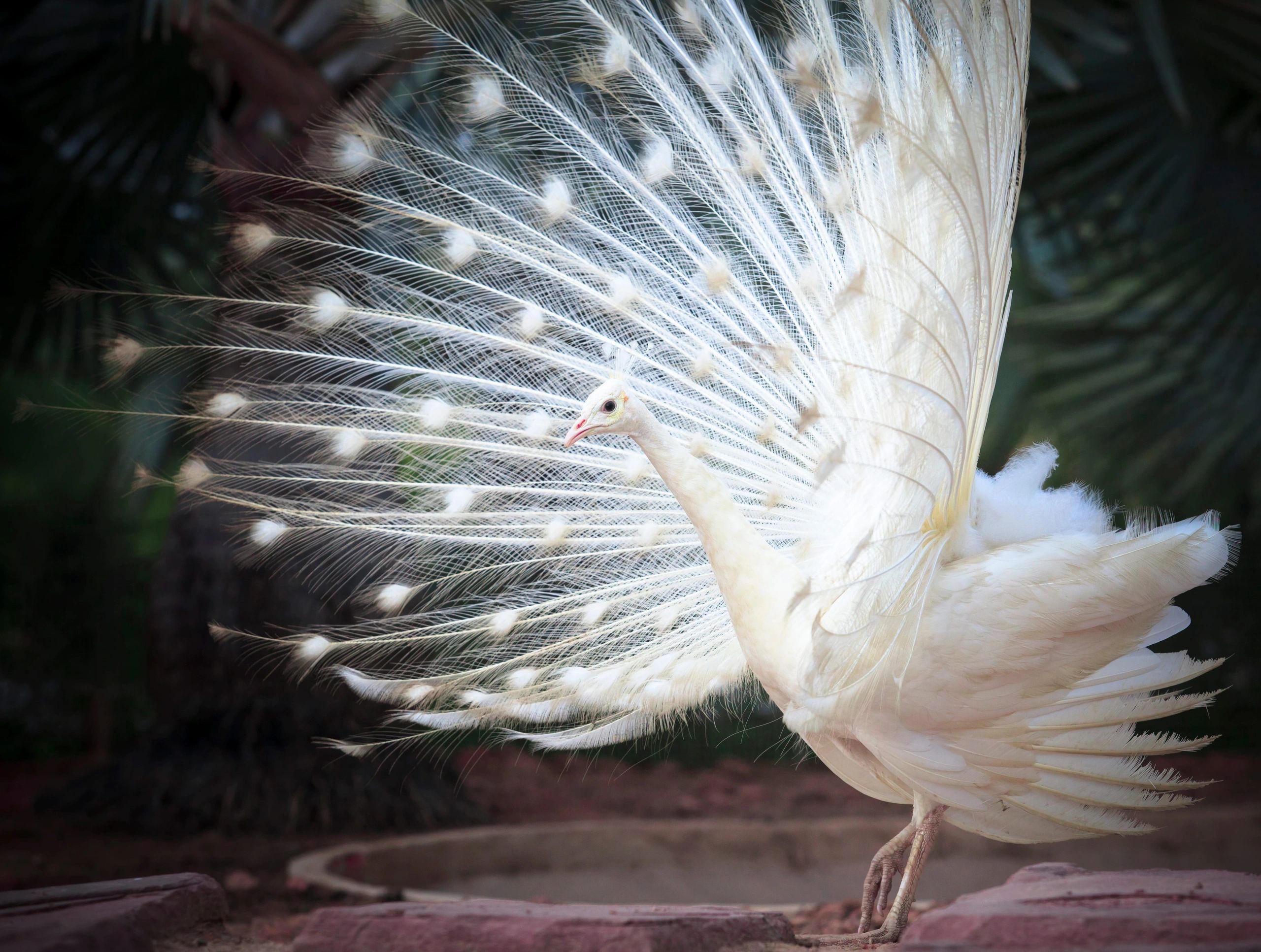 A stunning white peacock displays its elegant feathers in full fan.
