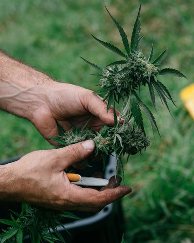 hands holding a branch with flowers just harvested and green grass in the background