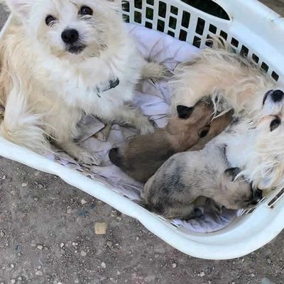 Transportation of animals to animal shelters or veterinary clinics in the area.